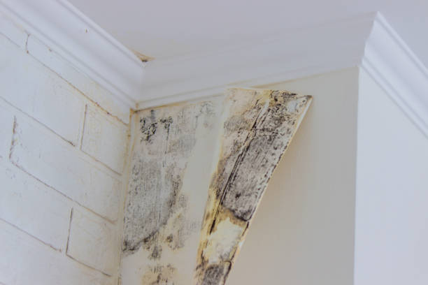 Best Commercial Mold Inspection  in Grants Pass, OR